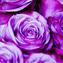 网页DDOS攻击平台